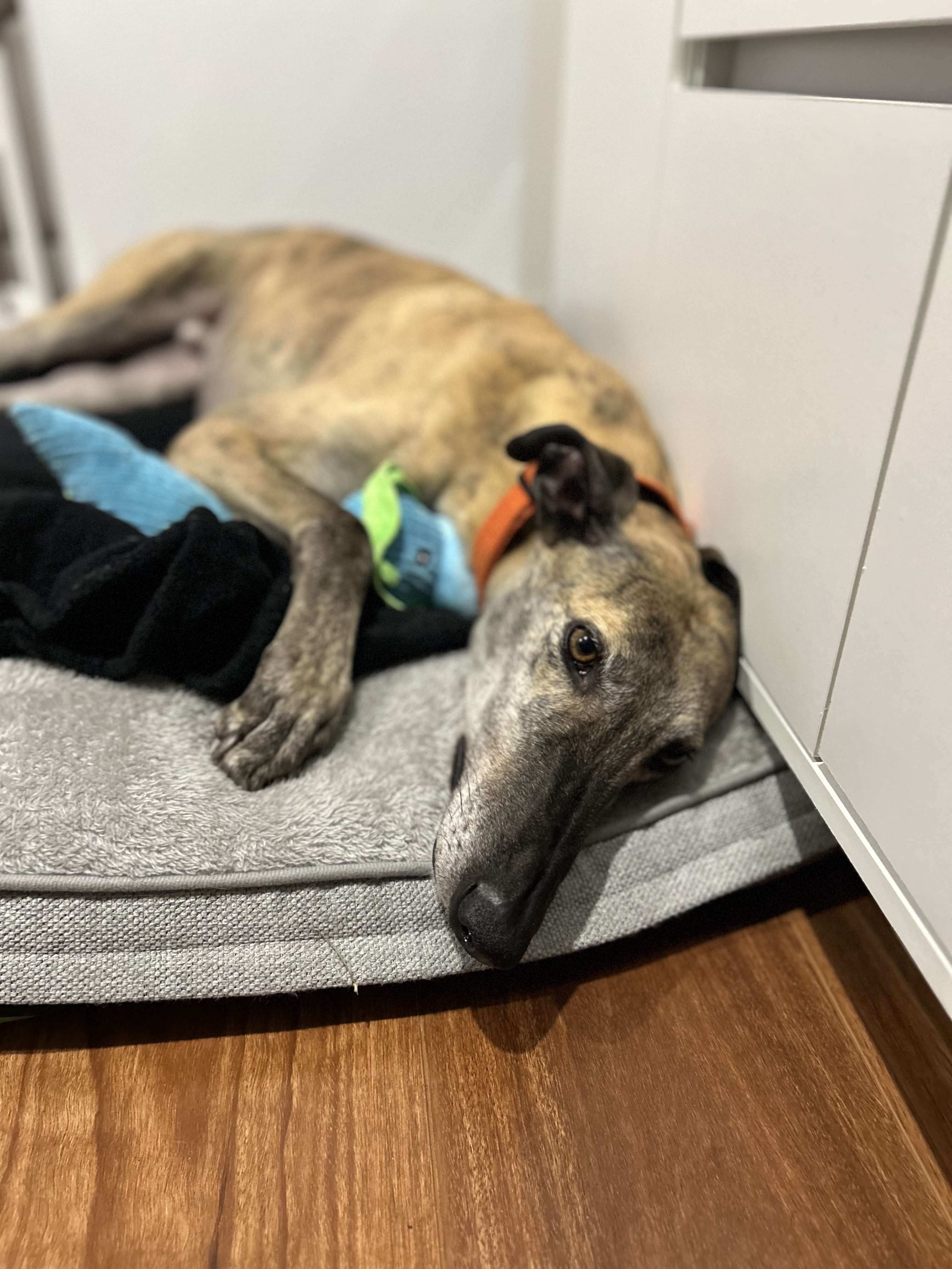 Foster photo