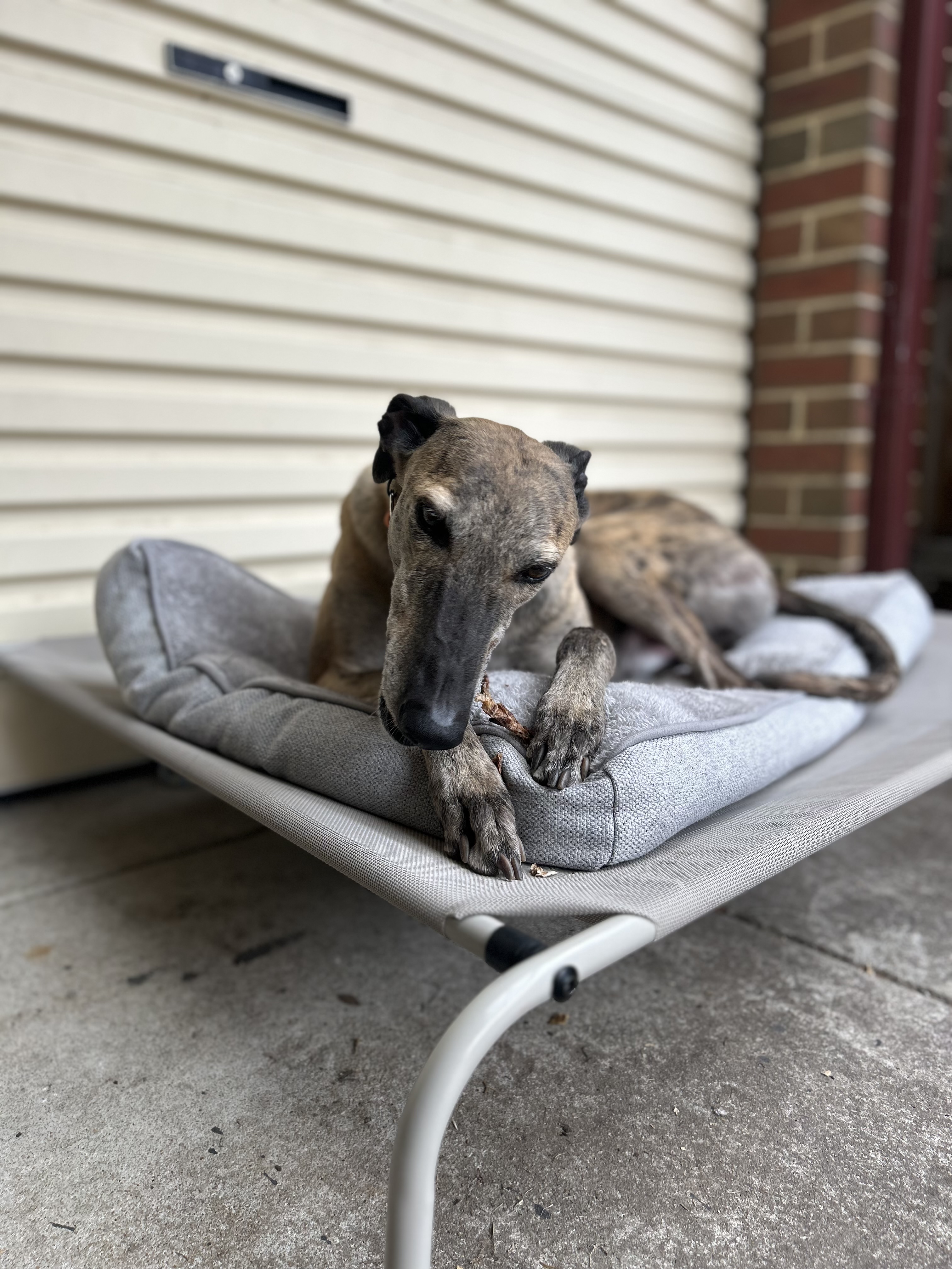 Foster photo