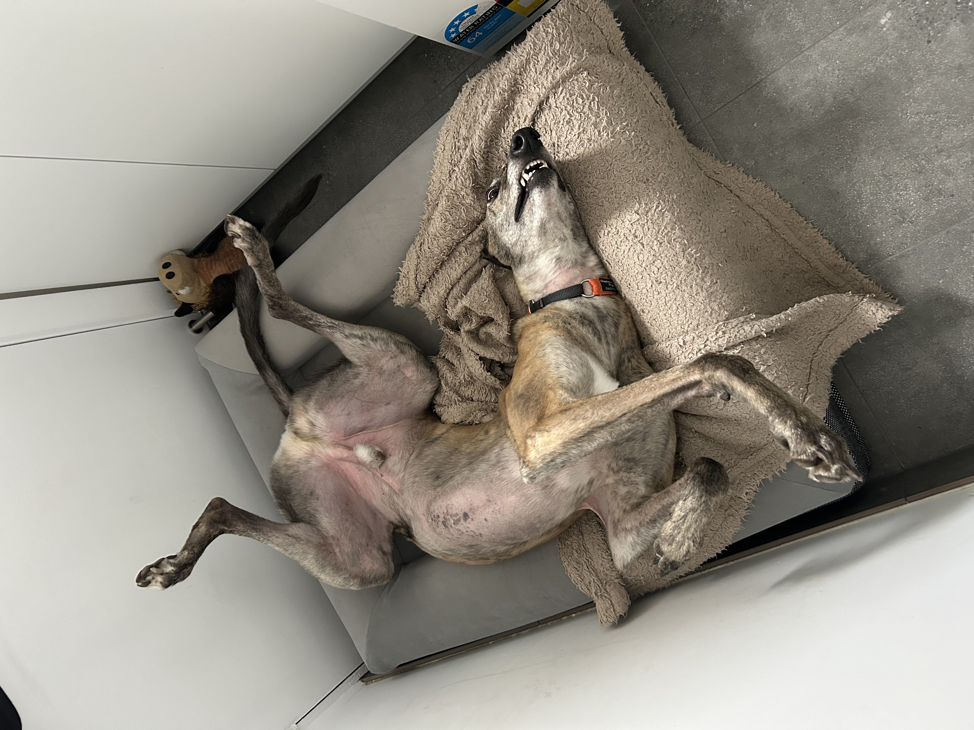 Foster photo