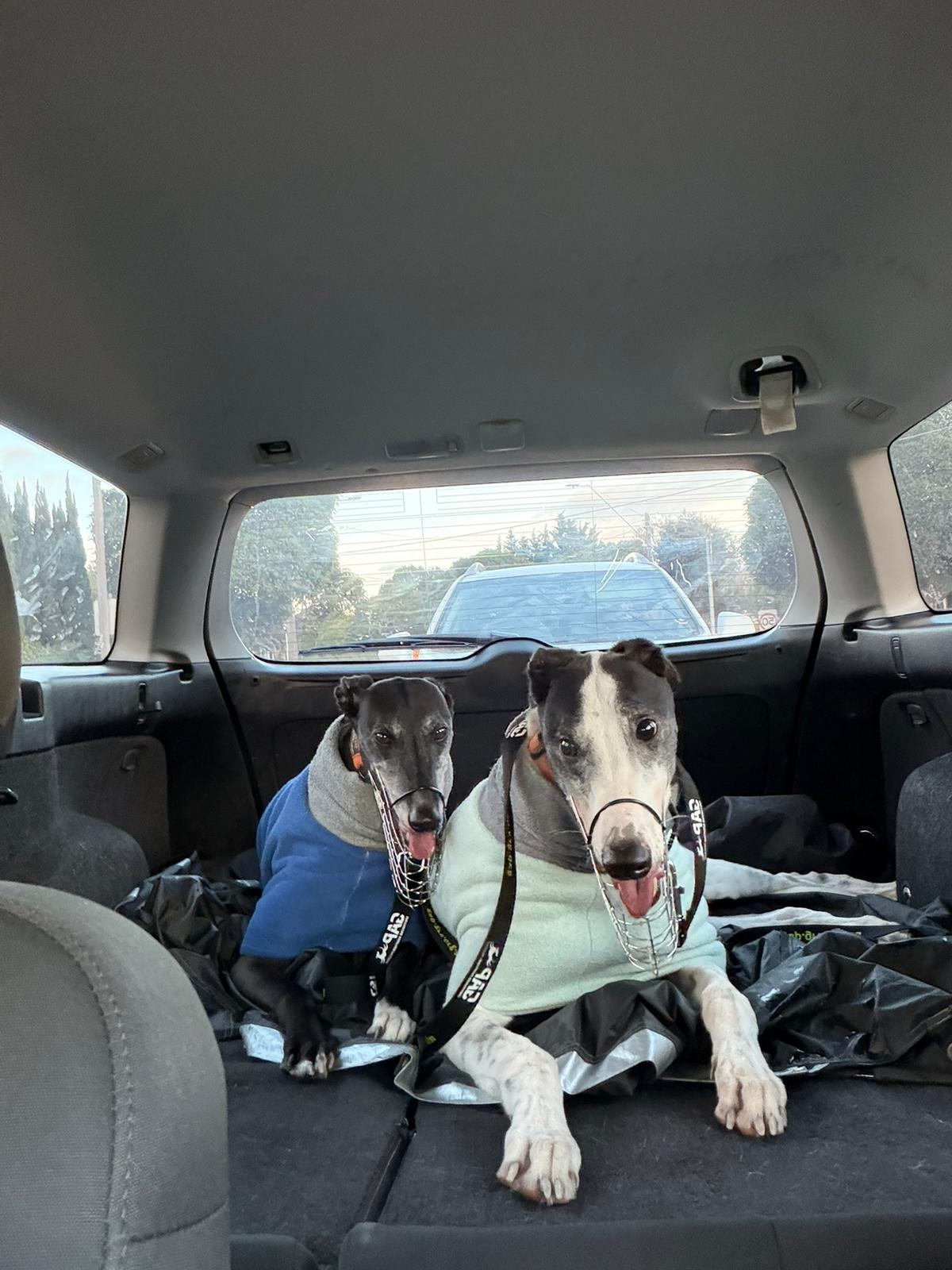 Salma and her mate Spyro out in foster