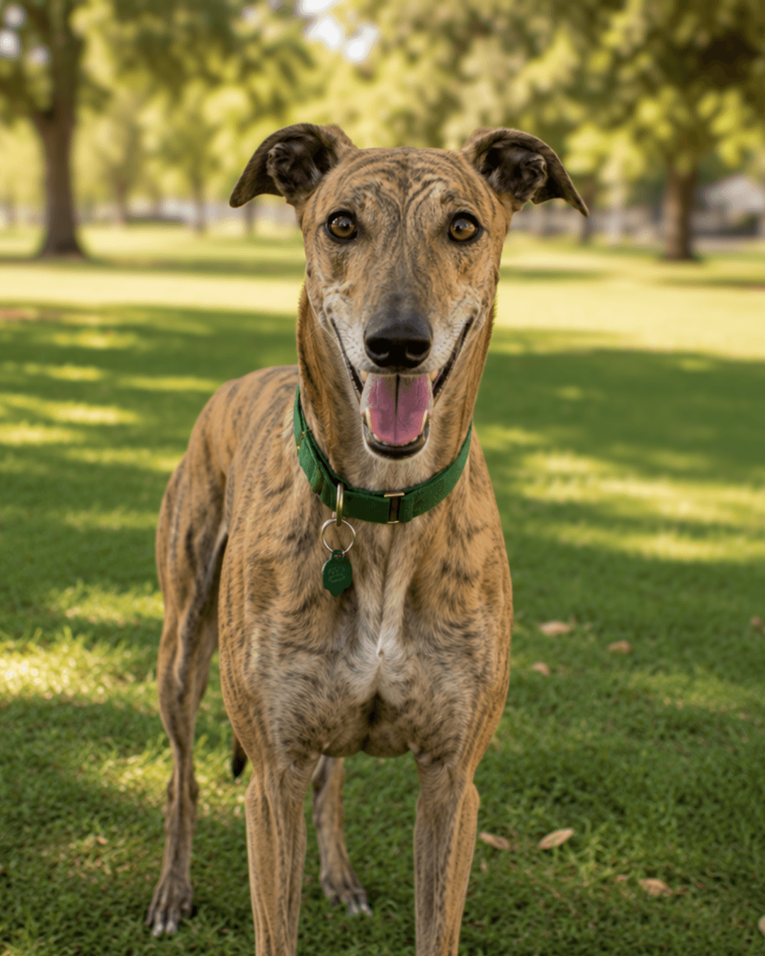Top 10 Reasons to Adopt a Greyhound