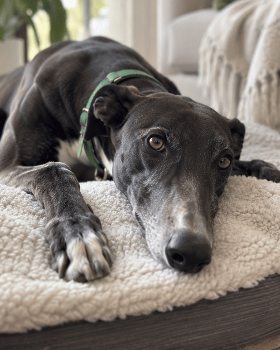 Debunking the Biggest Myths About Greyhounds