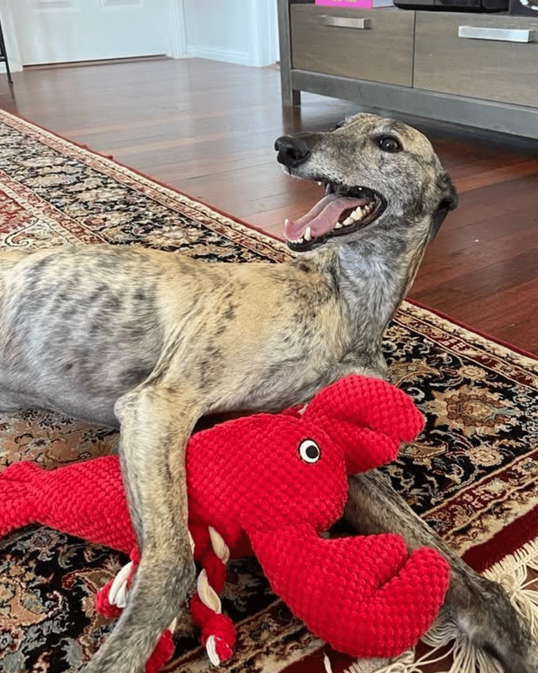 Can You Leave a Greyhound Home Alone? Greyhounds and Full-Time Work