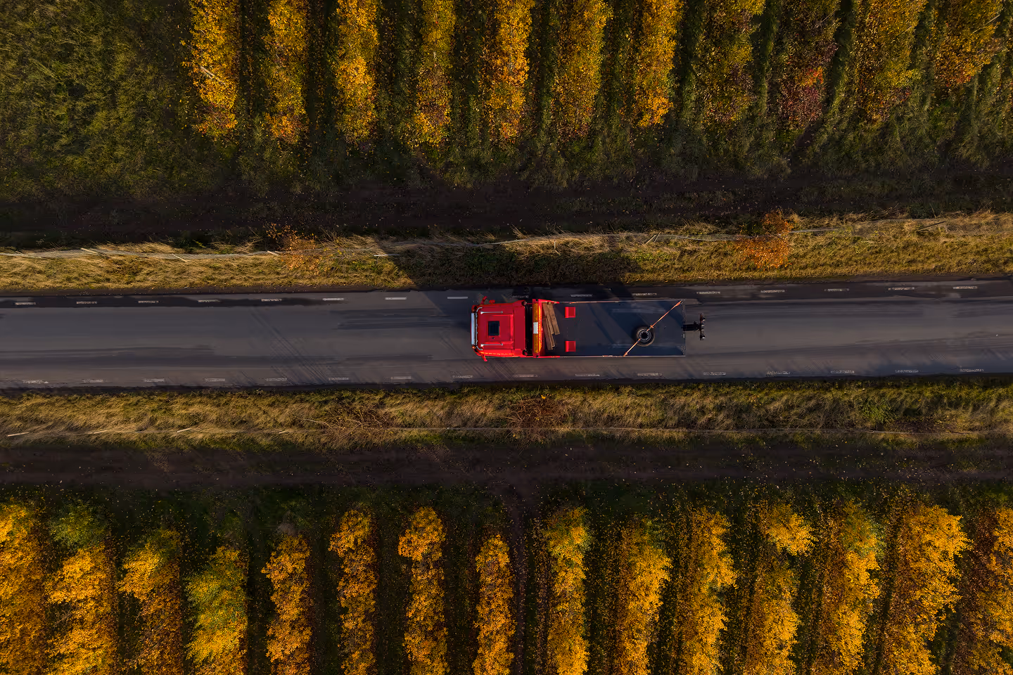 A red semi-truck driving on a straight road between fields with yellow and green foliage.