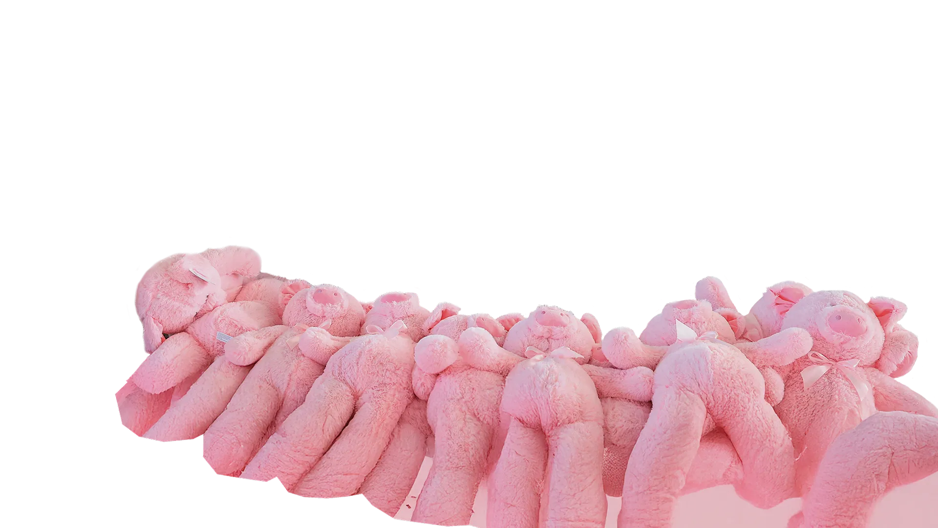 Pink plush toys lined up on a white background.