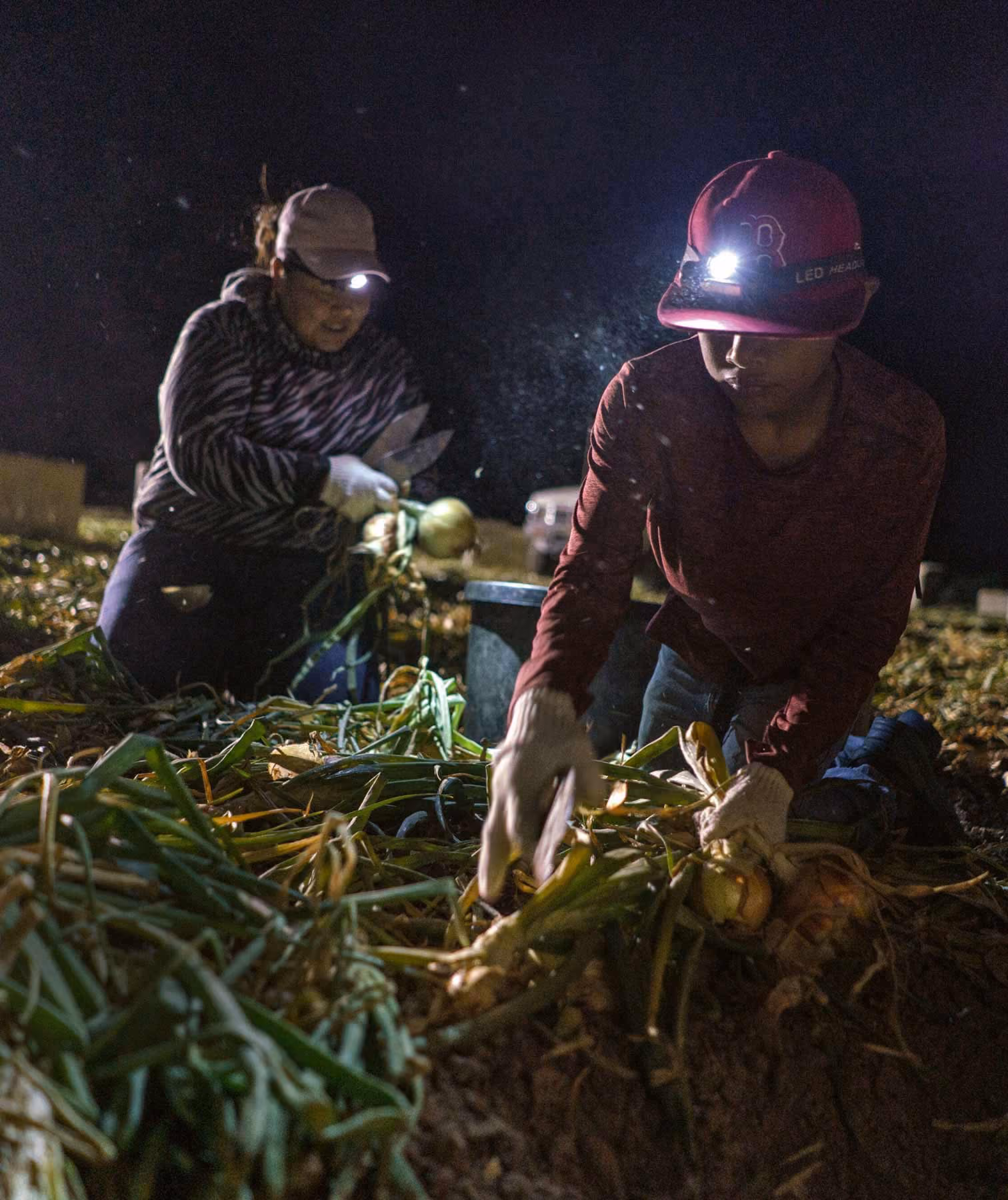 Zwei Landarbeiter knien nachts auf einem dunklen Feld, das nur von ihren hellen LED-Stirnlampen beleuchtet wird. Sie tragen Handschuhe sowie Mützen und schneiden mit Handscheren Zwiebeln aus dem Boden. 