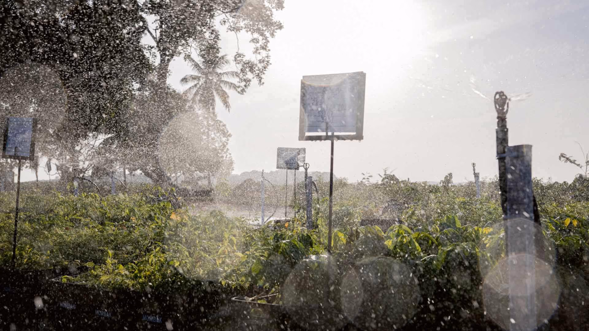 Irrigation sprinklers spray a heavy mist of water over rows of green saplings in an outdoor nursery. Bright, hazy sunlight cuts through the airborne water droplets, creating lens flares against a backdrop of distant trees.