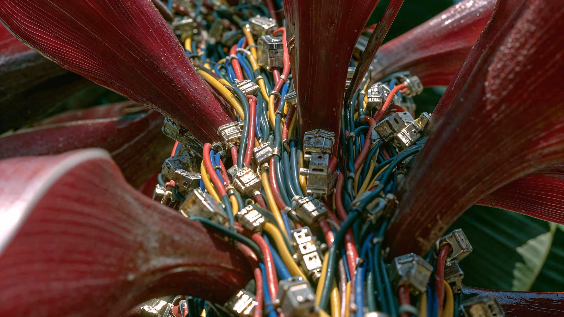 A dense tangle of colorful electrical wires and metallic connectors sits nestled within the center of a large, dark red tropical flower.