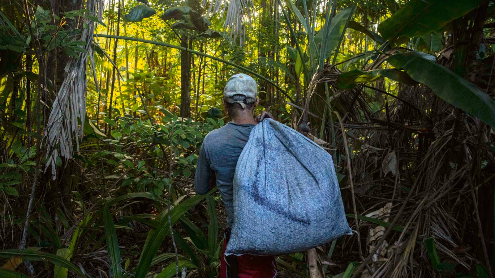 Viewed from behind, a man walks through a dense, sunlit jungle carrying a massive, bulging woven sack over his right shoulder. He wears a gray shirt and a weathered baseball cap while navigating the thick tropical foliage.