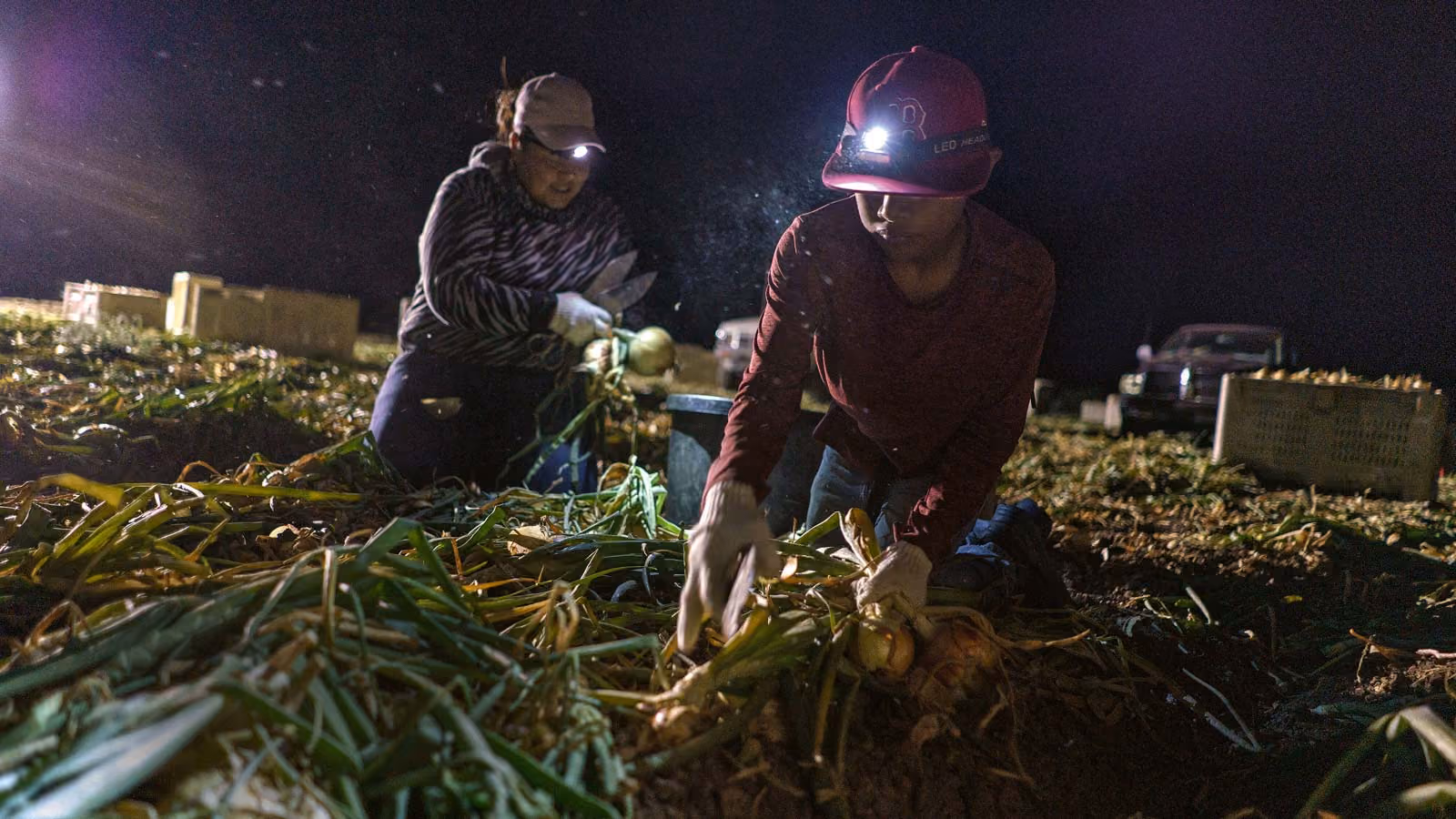 Zwei Landarbeiter knien nachts auf einem dunklen Feld, das nur von ihren hellen LED-Stirnlampen beleuchtet wird. Sie tragen Handschuhe sowie Mützen und schneiden mit Handscheren Zwiebeln aus dem Boden.