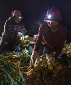 Two farmworkers kneel in a dark field at night, illuminated only by their bright LED headlamps. Wearing gloves and caps, they use hand shears to harvest onions from the soil.