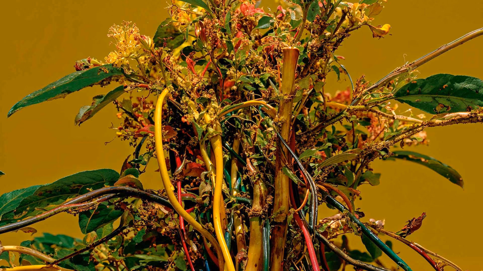 Ein Geflecht aus Blättern, Blüten und Zweigen, durchzogen von bunten Kabeln vor gelbem Hintergrund, als Sinnbild für die Verbindung von Natur und Technologie.