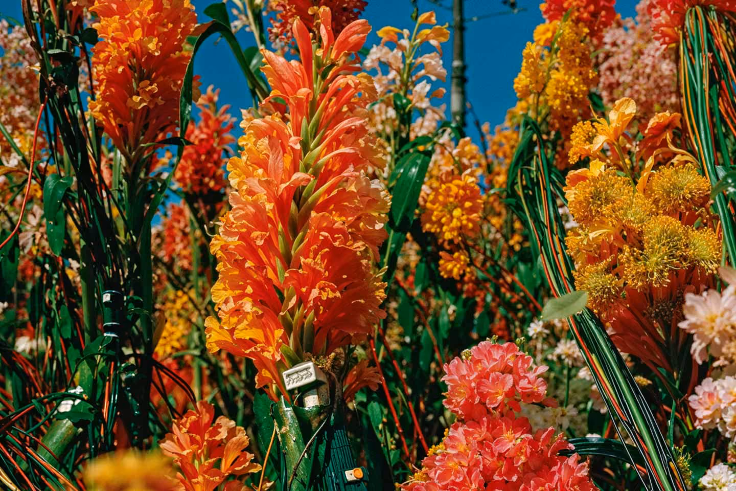 Ein dichtes Feld aus orangefarbenen, gelben und rosa Blüten mit kleinen elektronischen Bauteilen zwischen den Stielen, als Sinnbild für die Verbindung von Natur und Technologie.