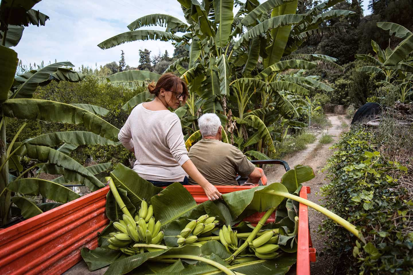 Zwei Personen transportieren frisch geerntete Bananen mit einem Wagen durch eine Plantage.