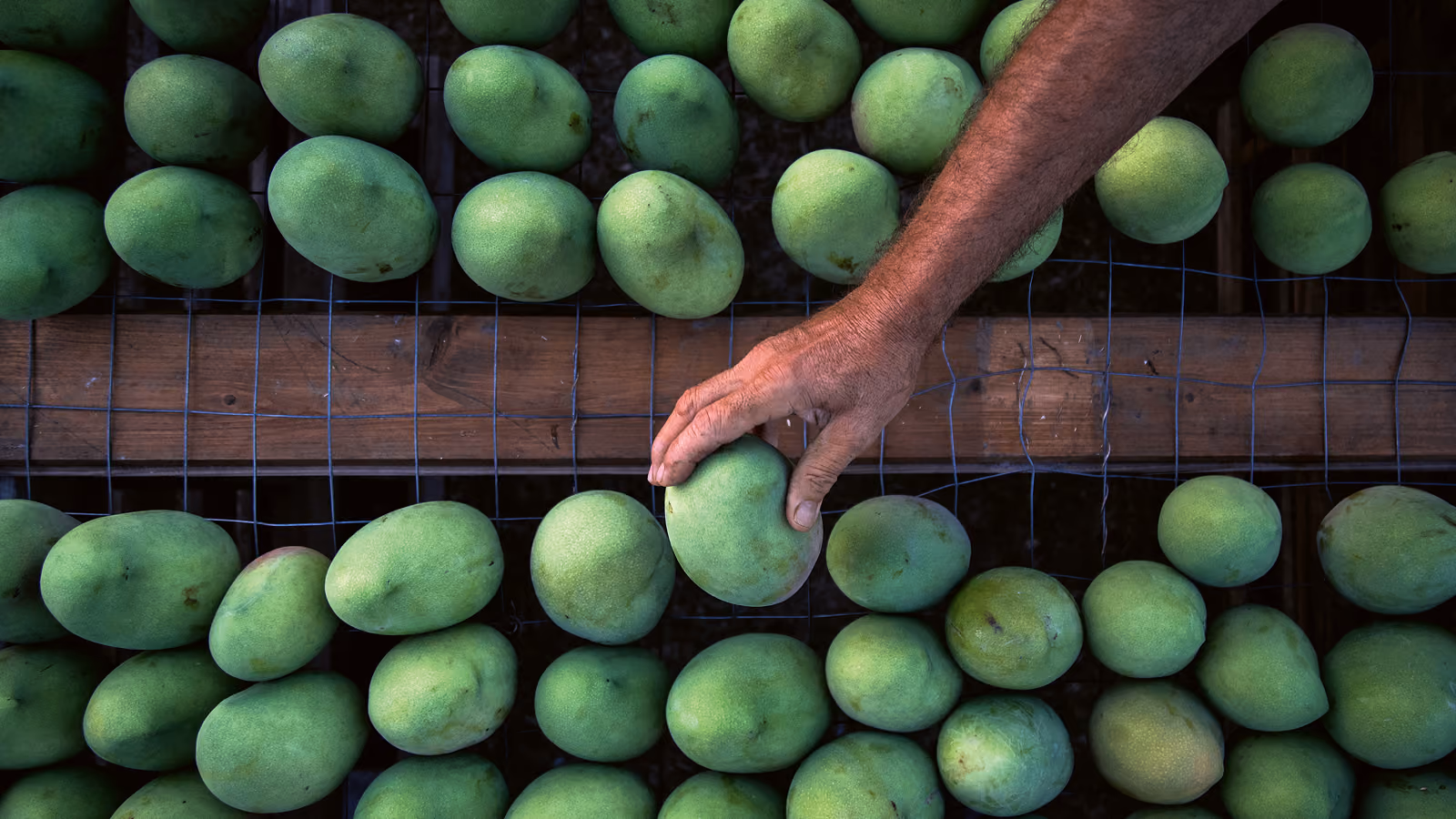 Eine Hand wählt eine grüne Mango aus Reihen frisch geernteter Früchte auf einem sizilianischen Hof.