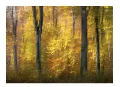 Oskarp bild av skog med trädstammar och höstfärgade löv i gult och brunt.