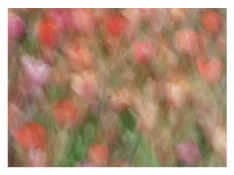 Oskarp bild med suddiga, färgglada blommor i rött, rosa och grönt.