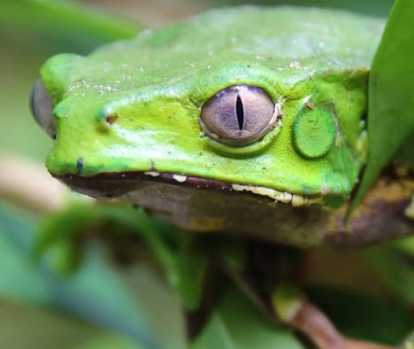 Close-up of a green tree frog with distinctive vertical pupils perched among green leaves.