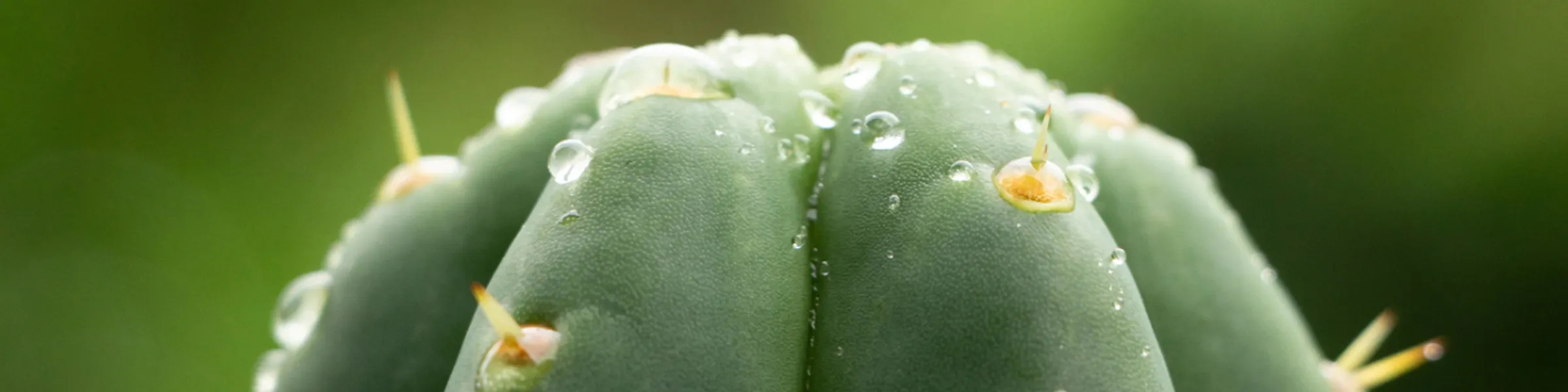 Close-up of a green cactus with water droplets and small spines against a blurred green background.