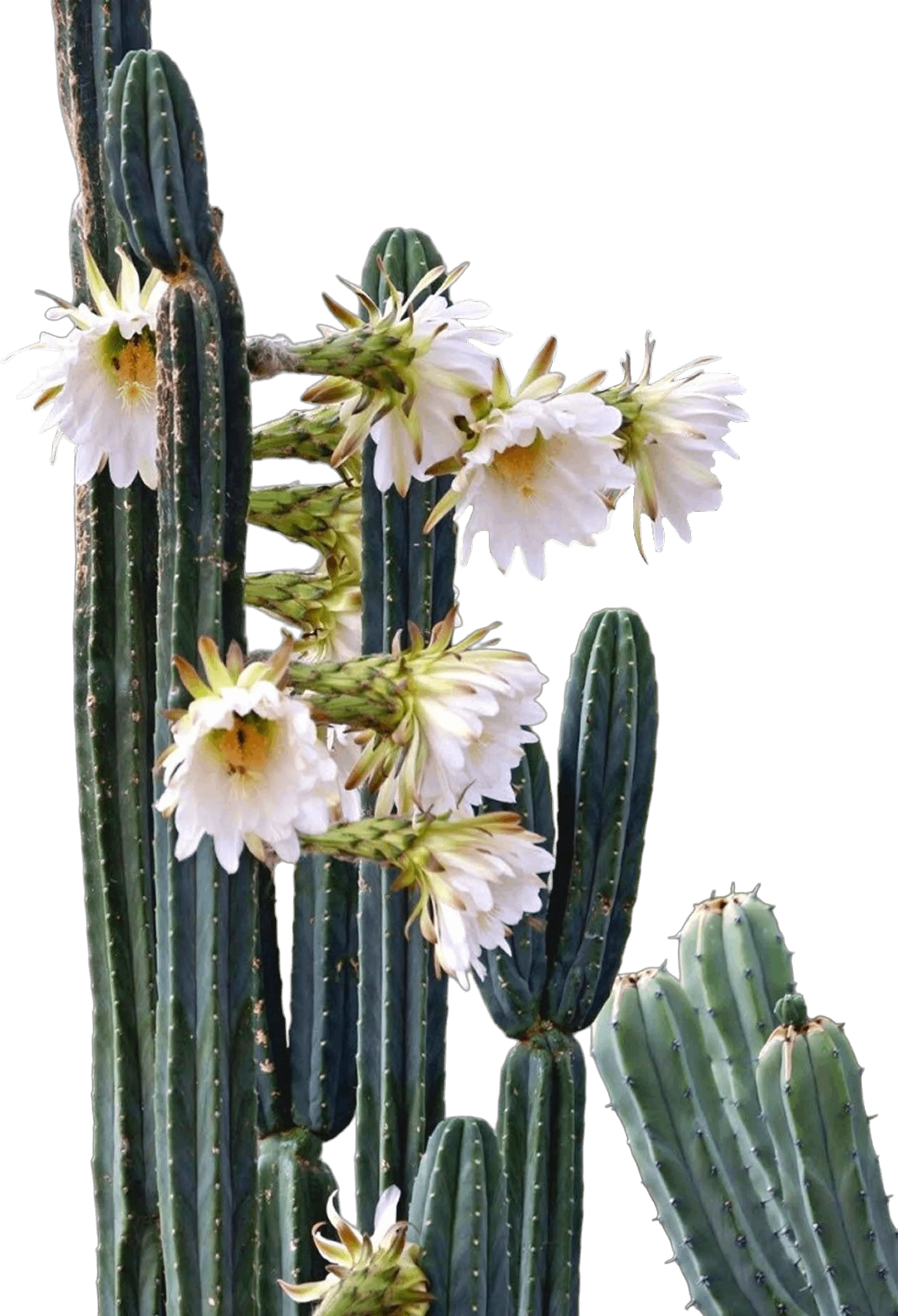 Tall green cactus with multiple white flowers blooming on its arms against a black background.