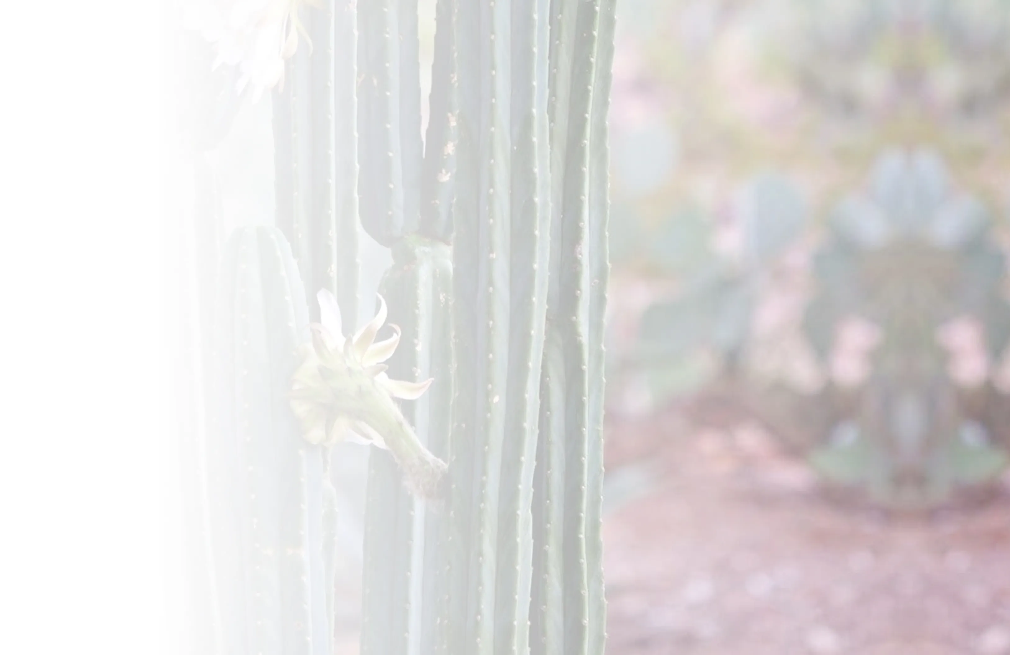 Close-up of tall green cactus stems with a white flower blooming from one stem in a desert setting.