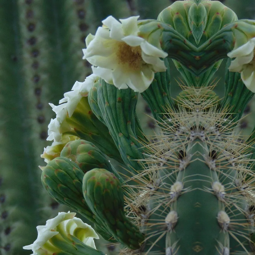 Close-up of a blooming cactus with white flowers and sharp spines.