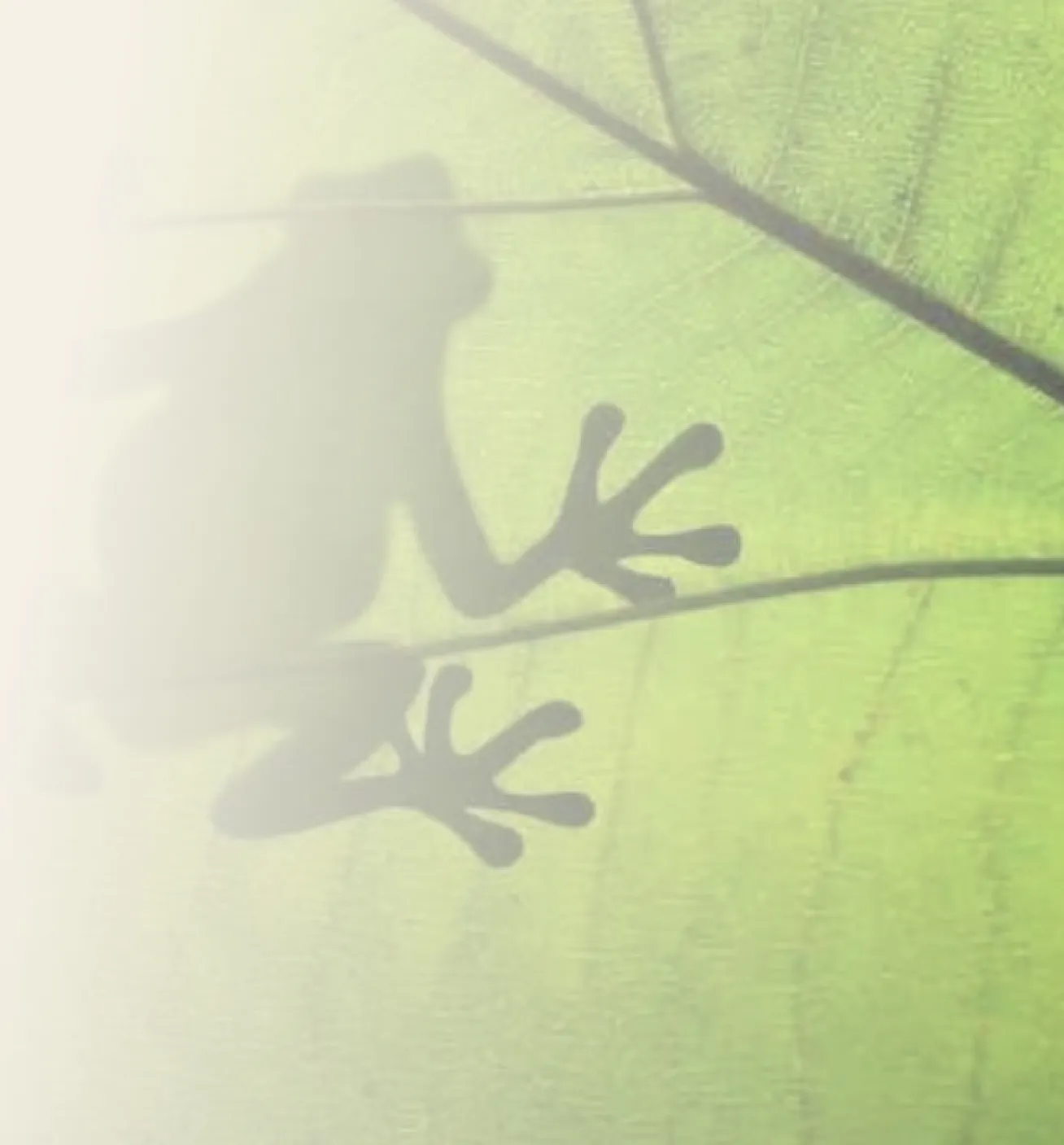Shadow of a frog seen through a green leaf with visible veins.