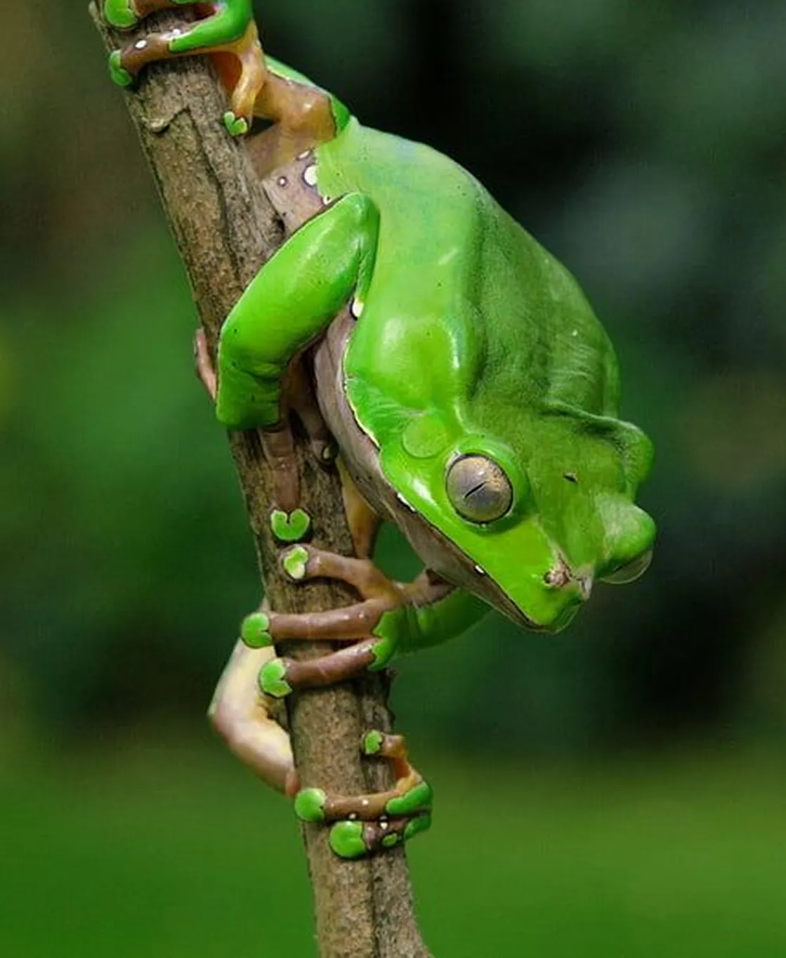 Bright green tree frog clinging to a vertical branch against a blurred green background.