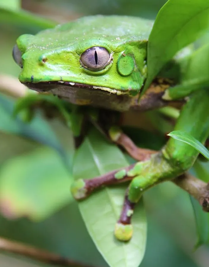 Close-up of a green tree frog with bright eyes resting on leafy branches.