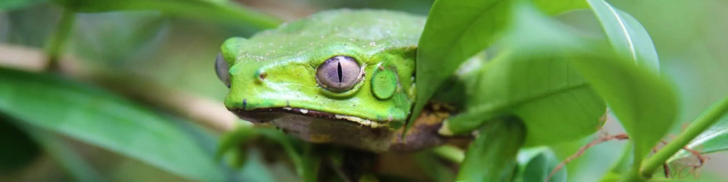 Close-up of a green tree frog with pale eyes resting on green leaves.