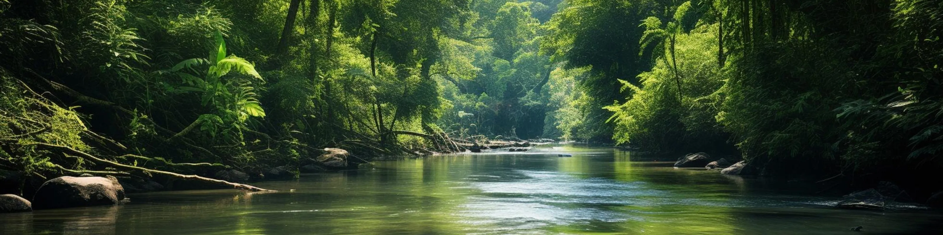 Calm river flowing through dense green forest with sunlight filtering through trees.