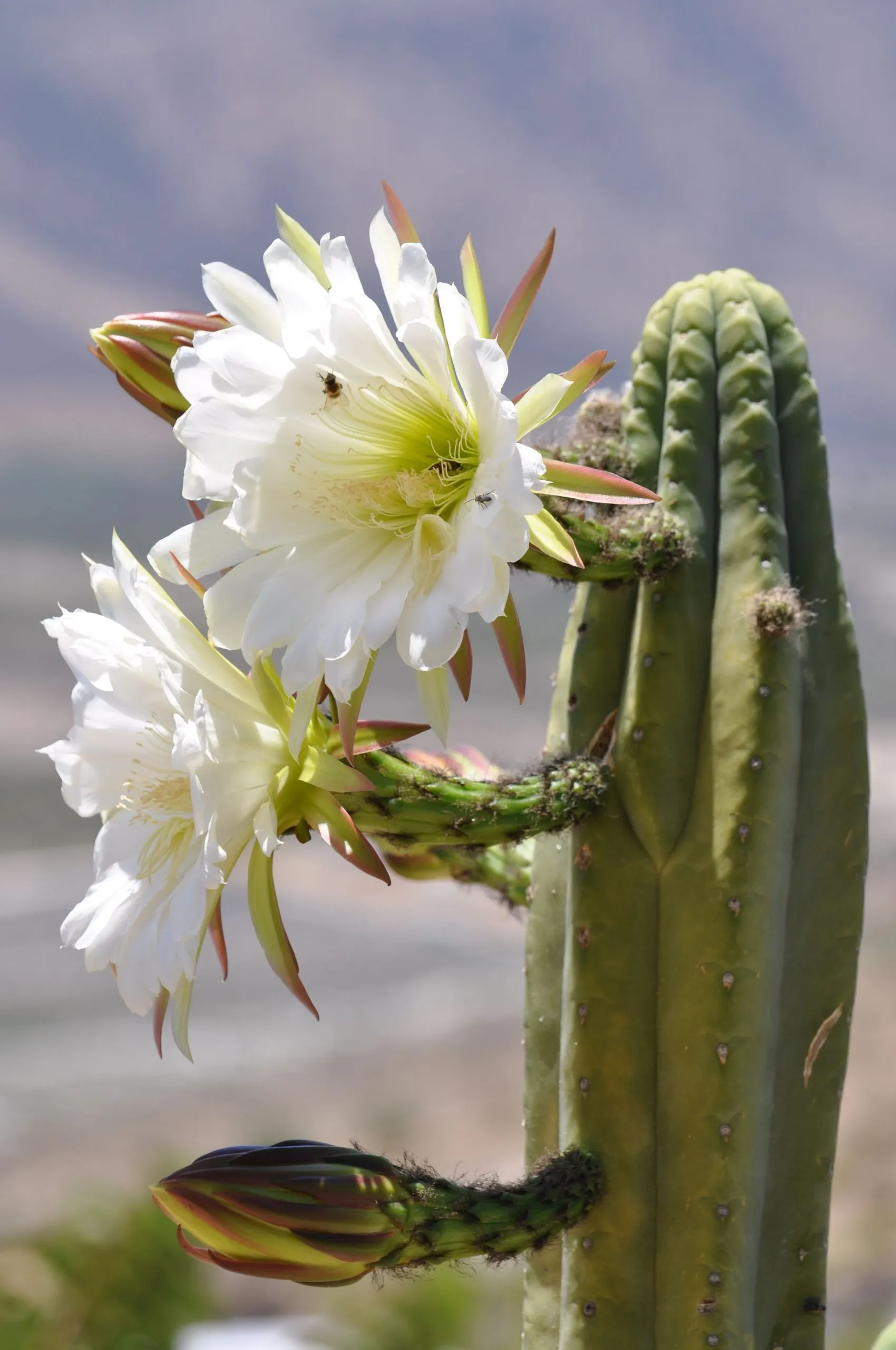 Close-up of a tall green cactus with two large white flowers and one unopened flower bud, with insects on the petals.
