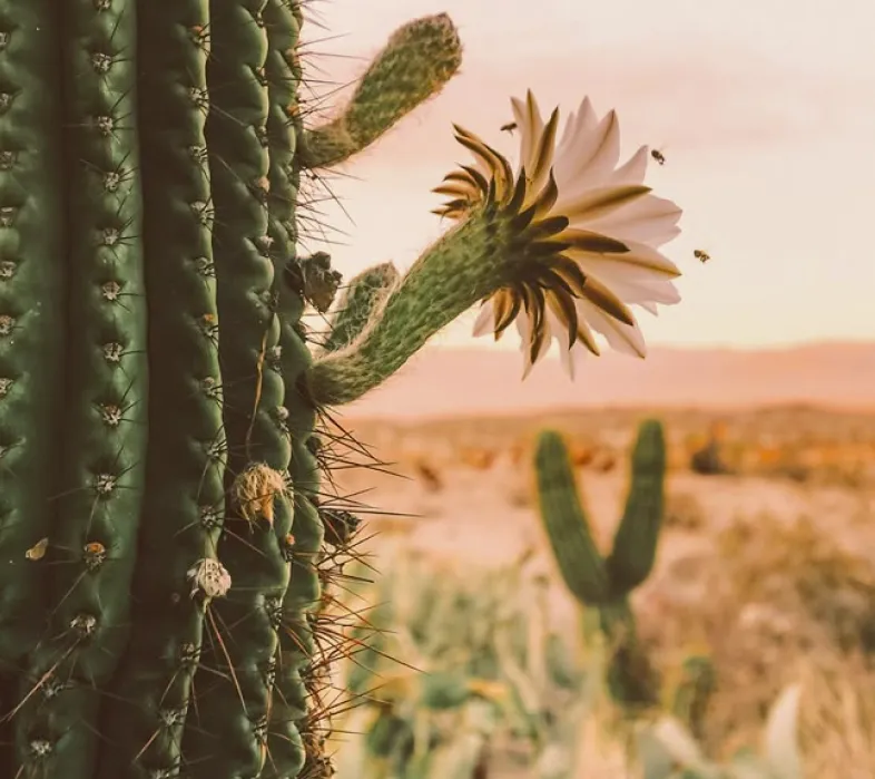 Close-up of a cactus with white flowers blooming and bees flying around in a desert landscape at sunset.