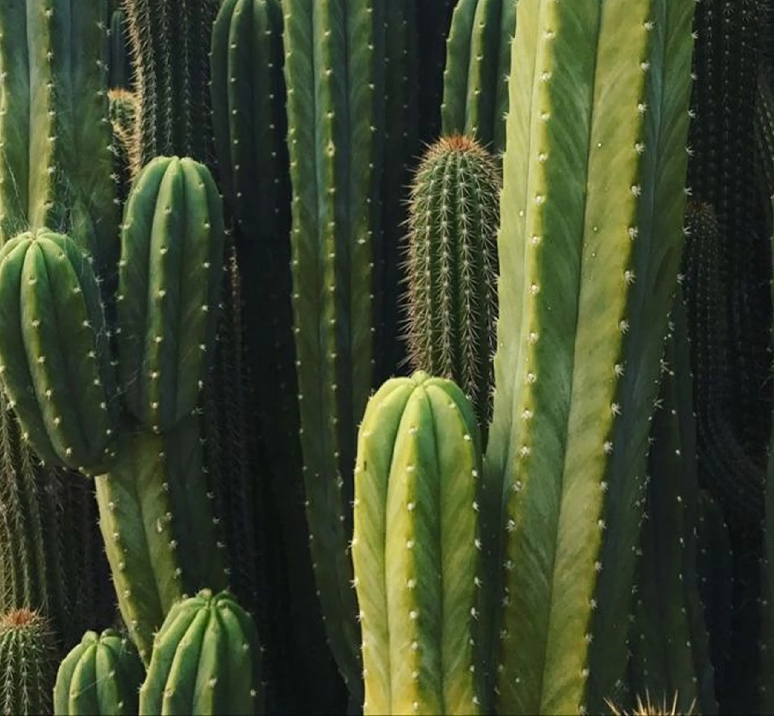 Close-up of multiple tall green columnar cacti with small white spines.