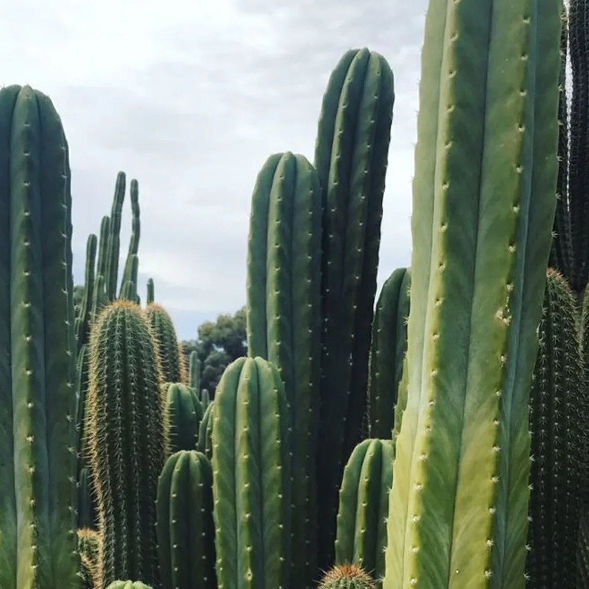 Tall green columnar cacti with small spines under a cloudy sky.