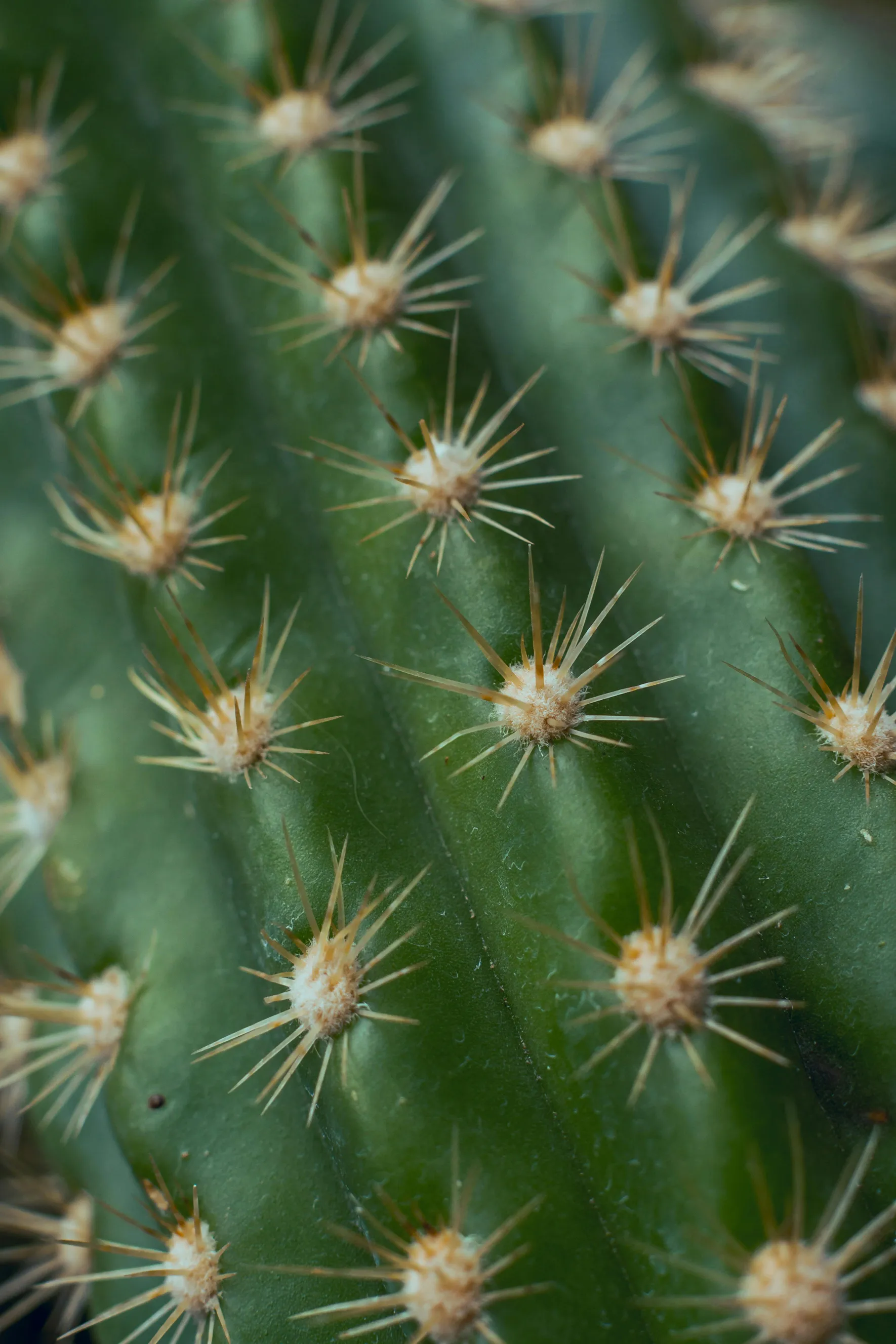 Close-up of a green cactus surface showing multiple clusters of sharp yellowish spines.
