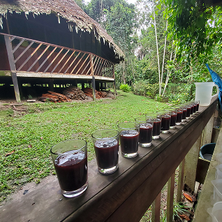 Eleven small glasses filled with a dark red liquid lined up on a wooden railing outdoors near a thatched roof structure and green foliage.