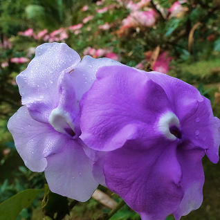 Close-up of two blooming purple and light lavender flowers with water droplets on petals and blurred greenery in the background.