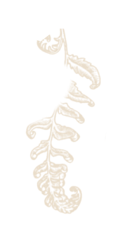 Illustration of a stylized beige and white fern leaf on a black background.