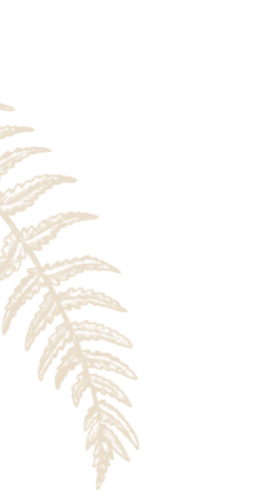 Beige silhouette of a fern leaf on a transparent background.