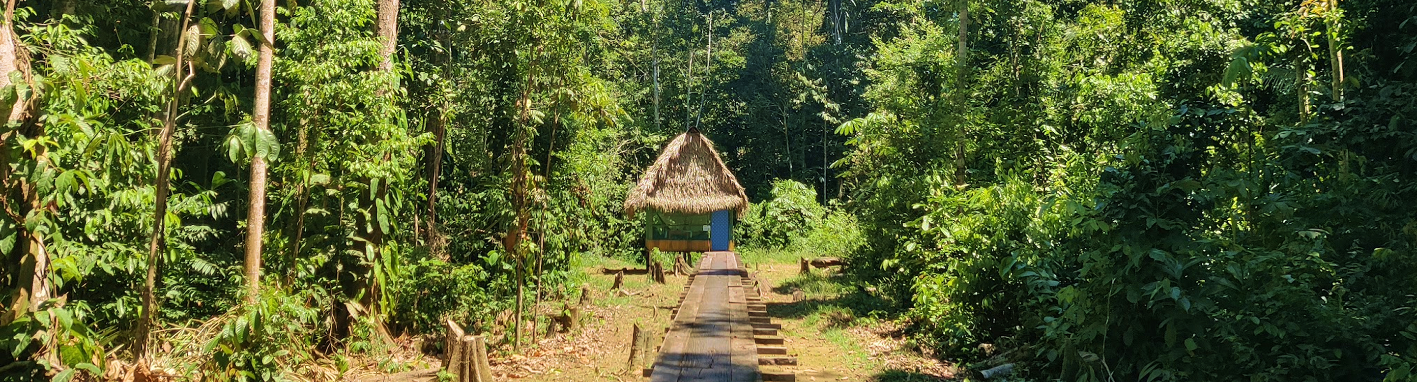 Narrow wooden walkway leading to a small thatched-roof hut surrounded by dense green forest.