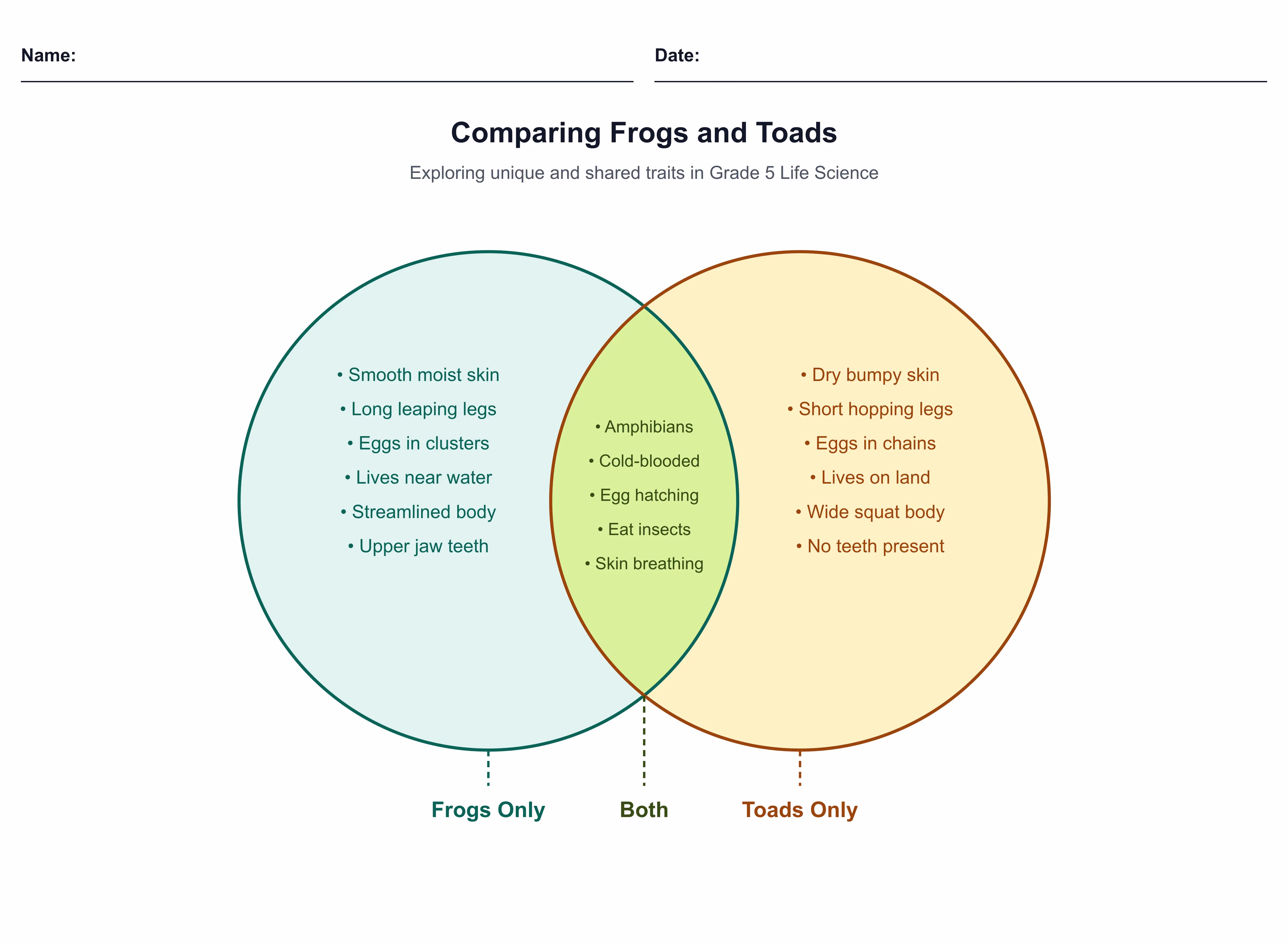 Frogs vs. Toads Venn Diagram 2026-06-21 by Monsha