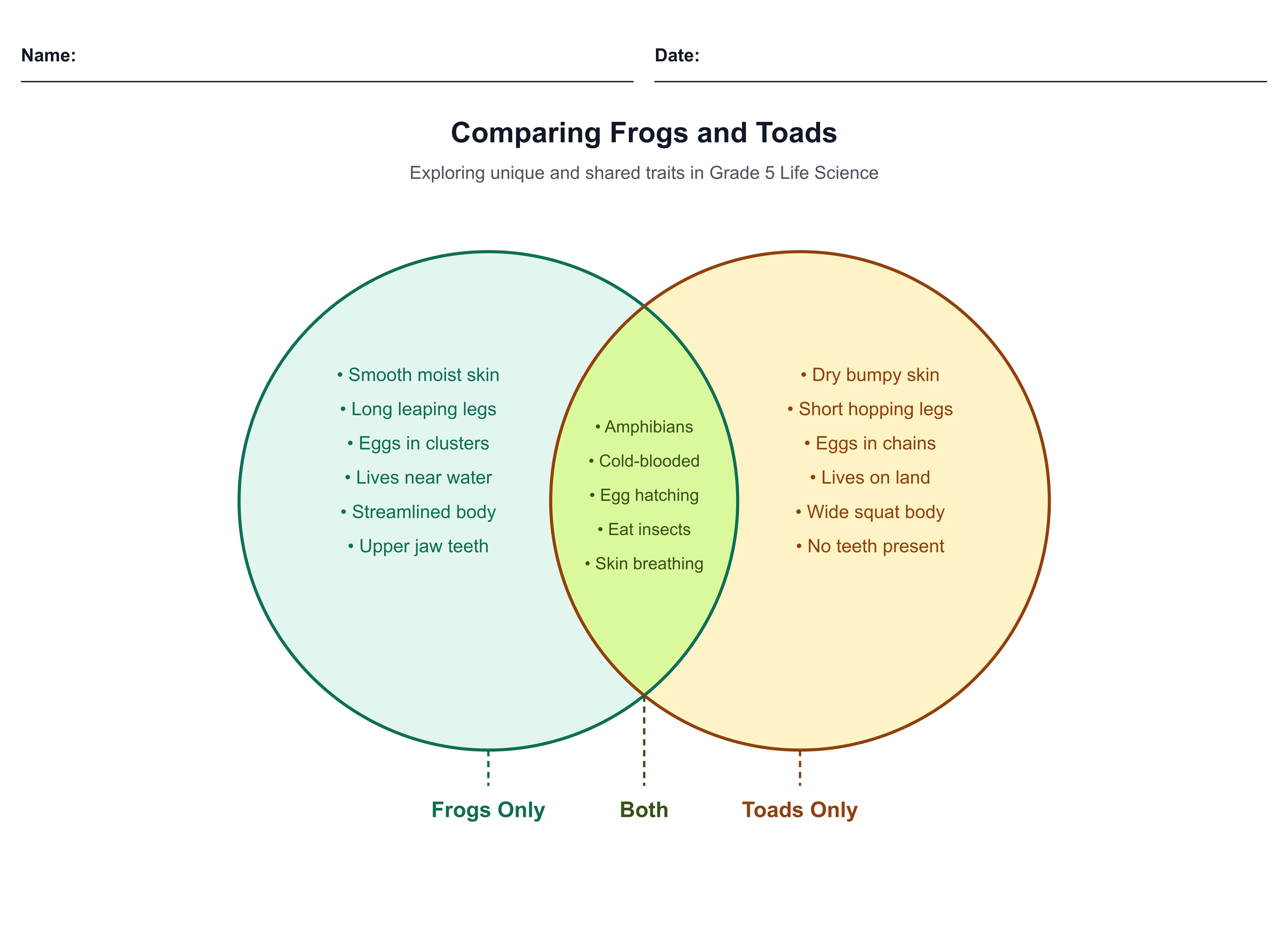 Frogs vs. Toads Venn Diagram 2026-06-21 by Monsha