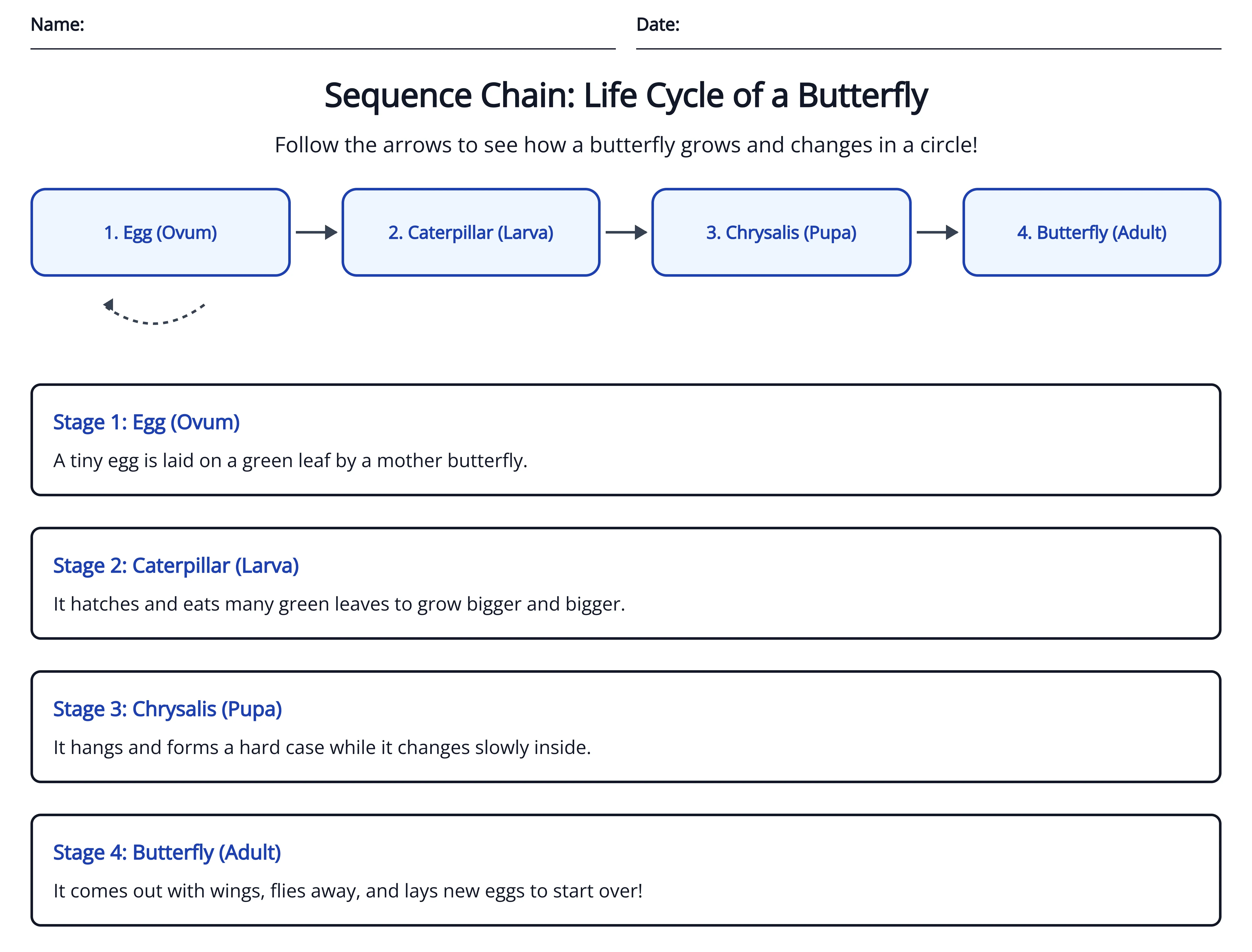 Life Cycle of a Butterfly Sequence Chain 2026-06-21 by Monsha