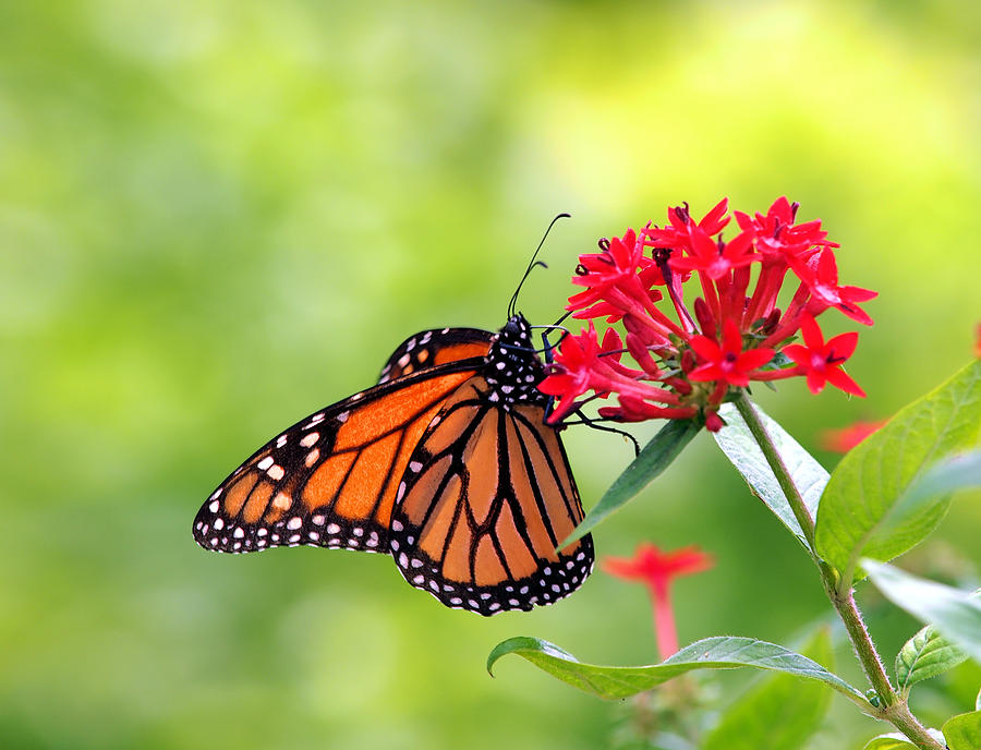 Butterfly Life Cycle Reading Passage (with Sequence Activity and Answer Key)