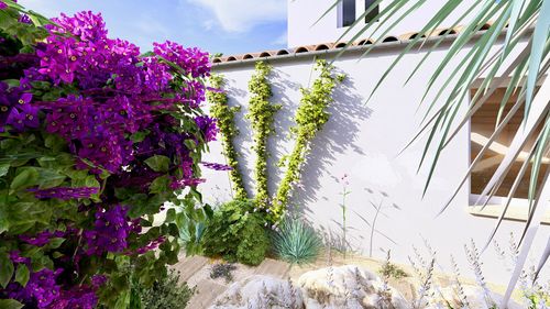 Conception Jasmin étoilé