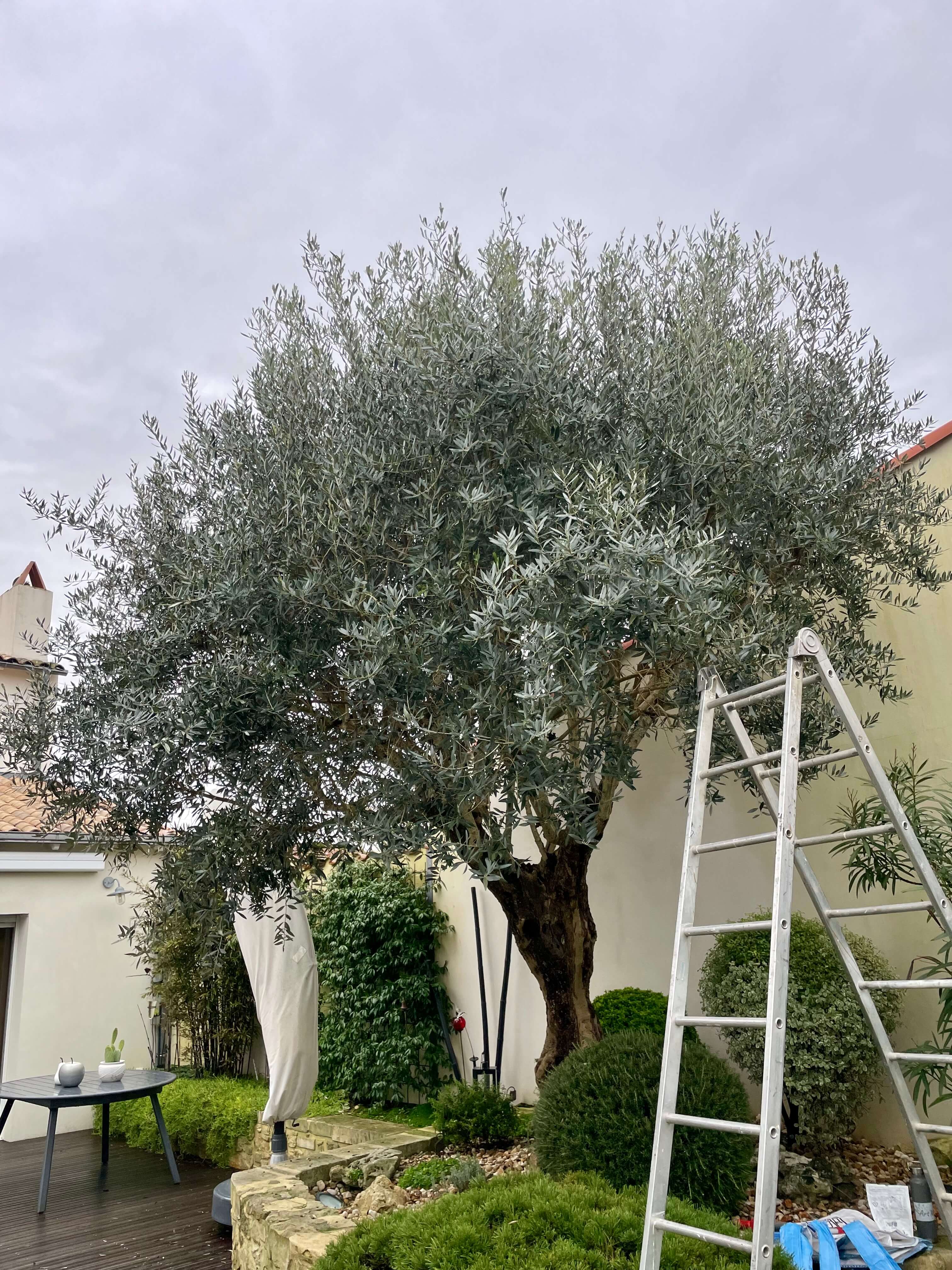 arbre olivier avant débroussaillage