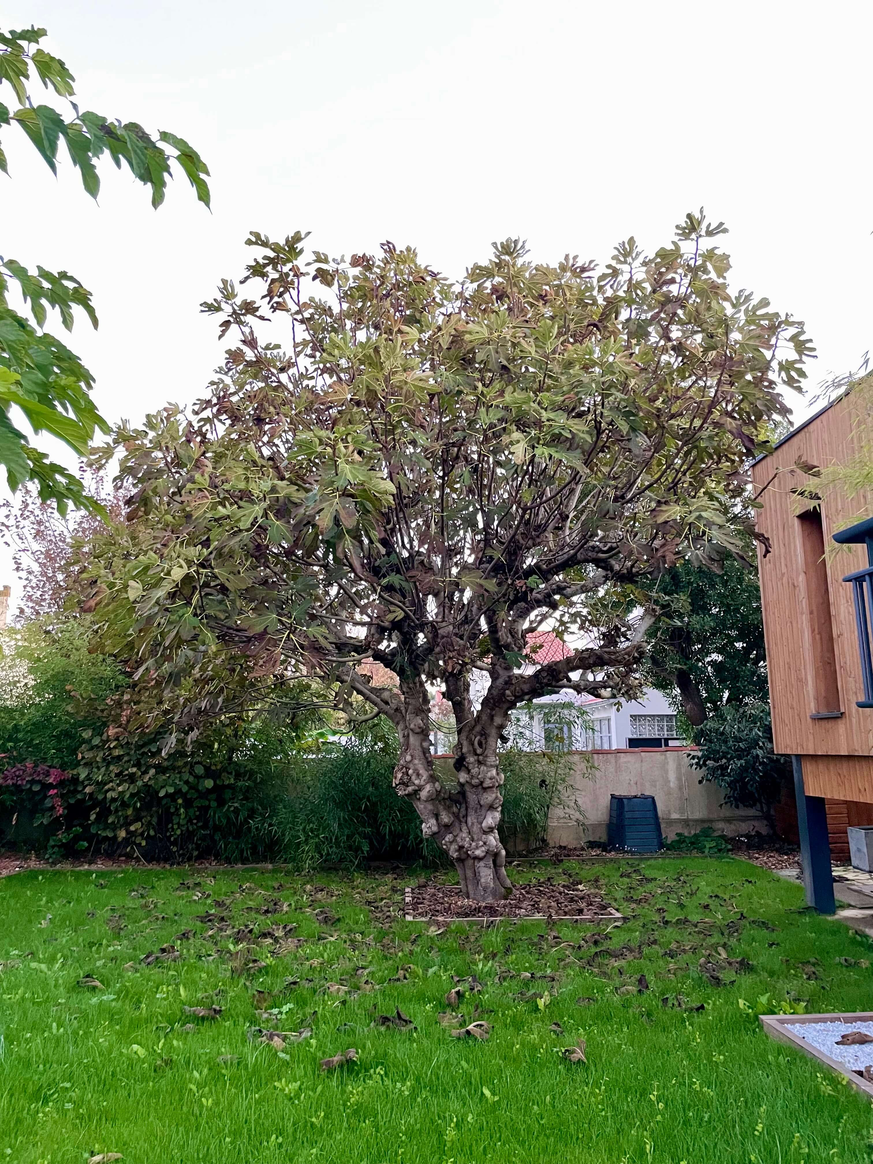 arbre avant débroussaillage