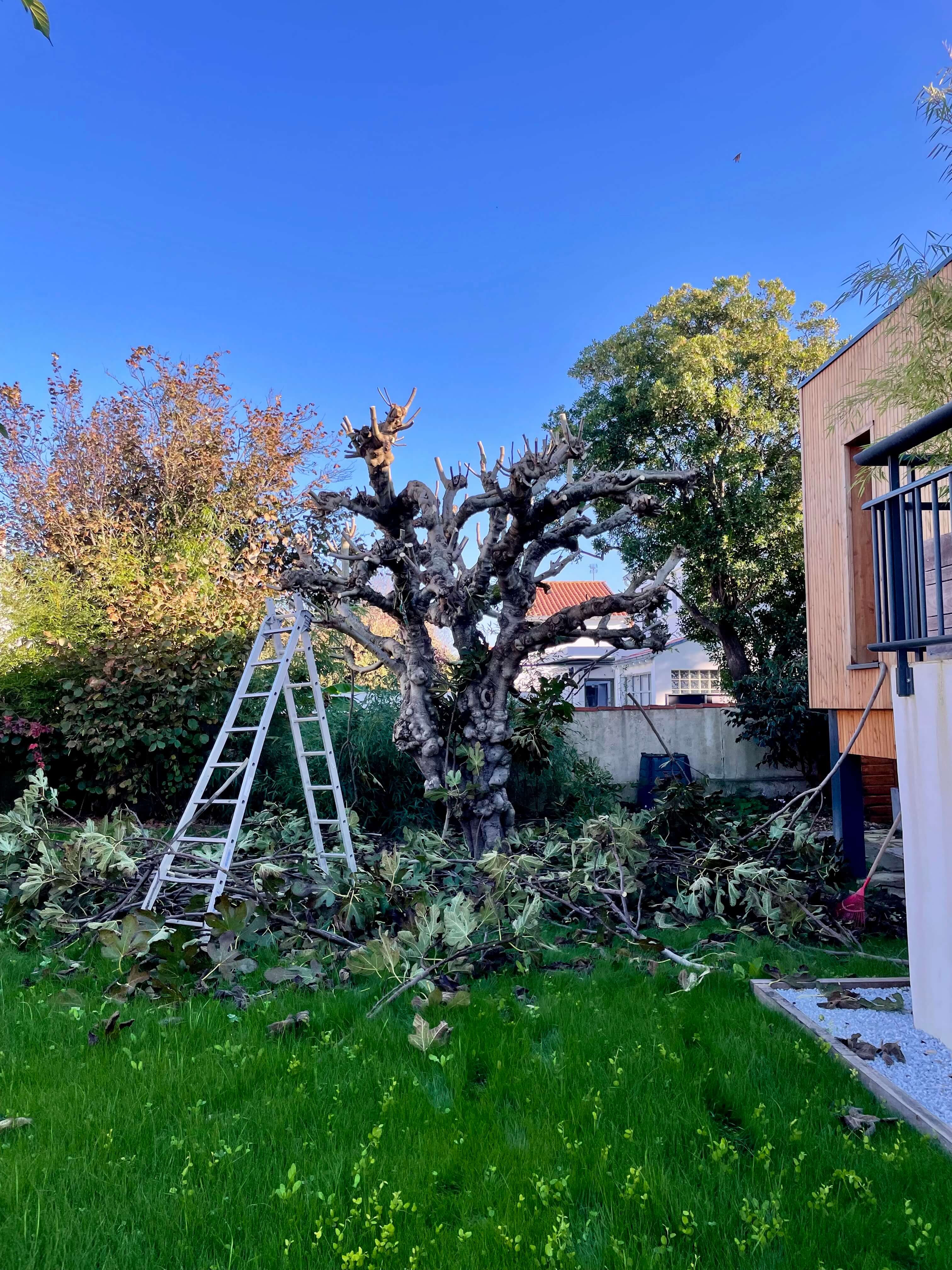 arbre après débroussaillage
