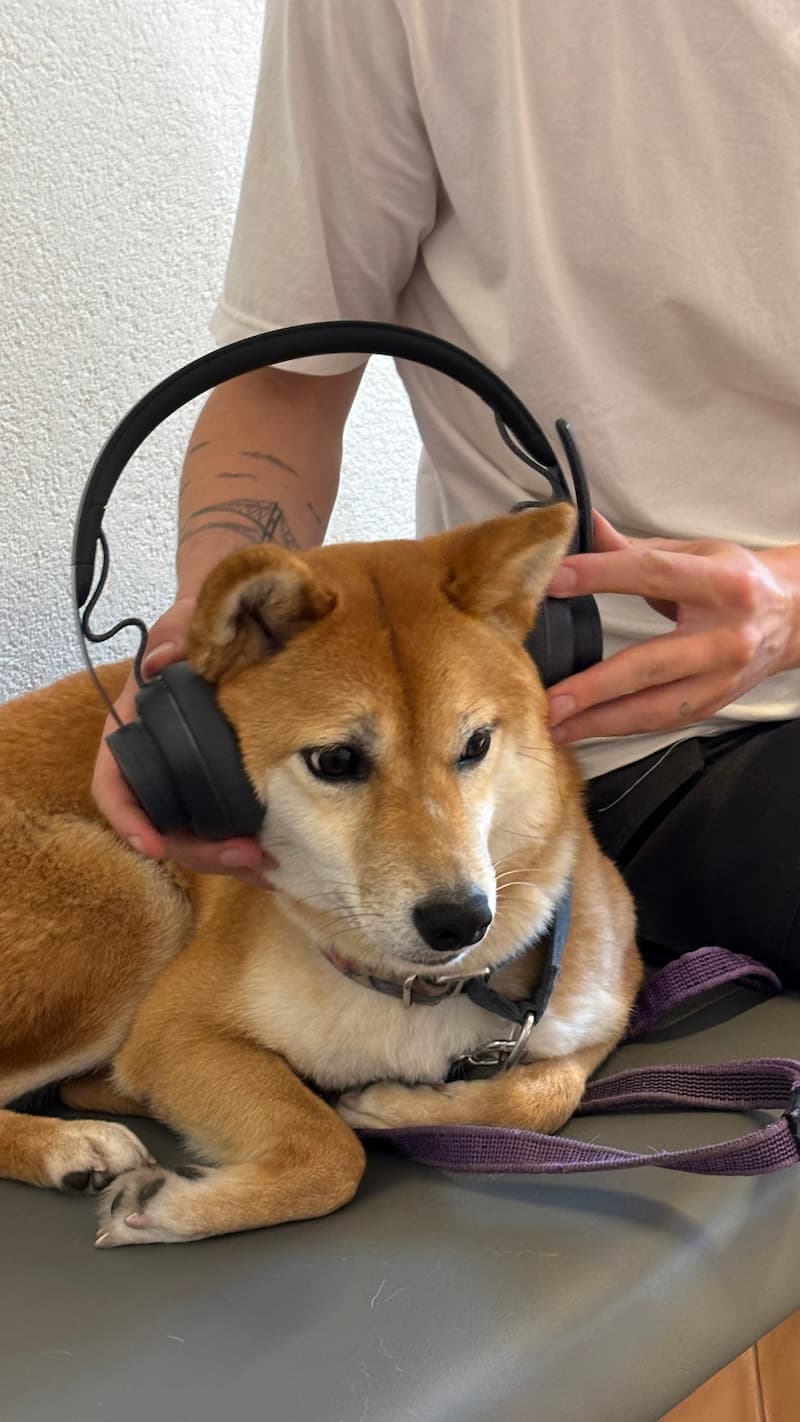 Shiba Inu wearing headphones